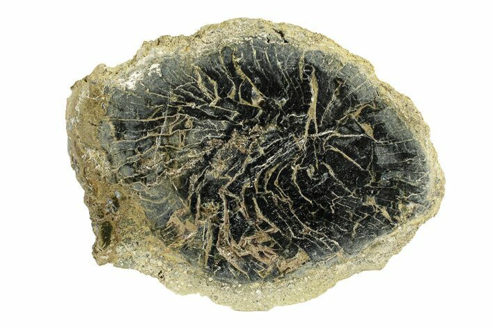 Polished Petrified Wood Limb Round - Indonesia #271465